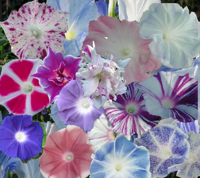 Morning glory vine flowers flower asagao hybrid japanese show glories Sayuri