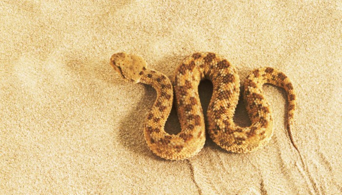 Snakes move animals slithering reptiles dk kids facts Ular bergerak dengan cara