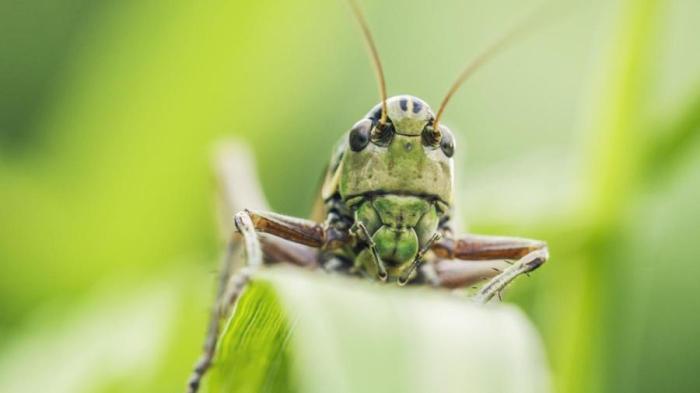 Grasshopper lifecycle Belalang menyesuaikan diri dengan cara