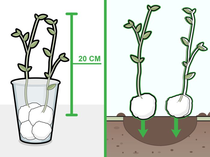 Steps wikihow webstockreview Cara menanam kacang hijau dengan kapas