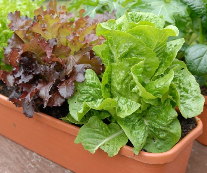 Lettuce growing containers container grow pots planting gardening garden plant vegetables vegetable indoors beginners consider urban things green go top Cara menanam selada