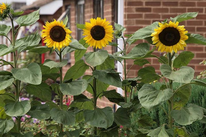 Sunflowers sunflower plant grow sun garden field flower seeds nature yellow summer planting september flowering almanac bees fun plants flowers Cara menanam bunga matahari