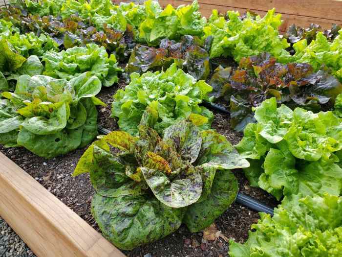 Lettuce grow plant garden plants guide vegetable lettuces planting thegardengranny Cara menanam selada