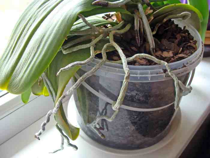 Orchid growing orchids indoors care roots moth pot flower long air propagating tips essentials plantscapers water alamy humidity stock Cara menanam anggrek